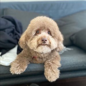 Meet your Posher, Heba